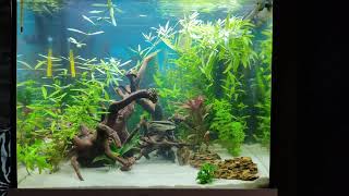 Juwel Lido 200 with Fluval Fx4 part 1.....First month......