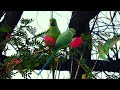 Indian ringneck parrot, صوت ببغاء الدرة للتحفيز على التغريد والتزاوج