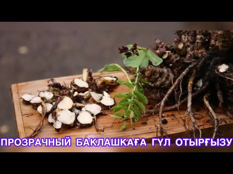 Бейне: Рамбутан жеміс ағаштарын қалай өсіру керек - Рамбутандарды қайда өсіруге болады