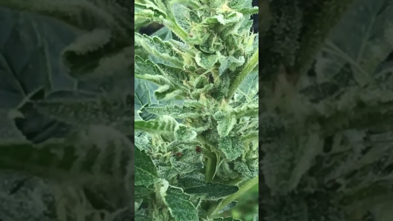 Freakshow purple super fruit