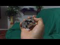 Una pequeña reseña sobre el Sugar glider