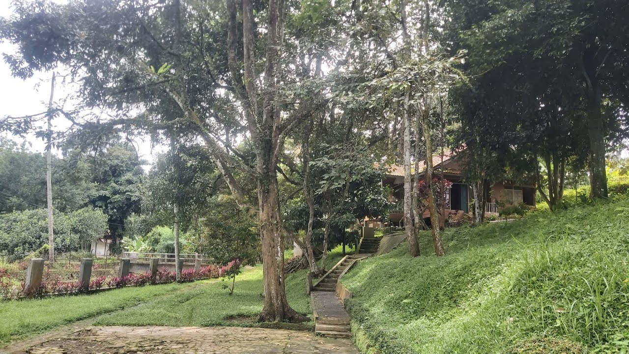 TANAH MURAH KEBUN BUAH ADA ALIRAN SUNGAI NYA DEKAT KE JLN TOL CARINGIN BOGOR