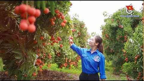 KẾT NỐI I Bắc Giang - Chiêm ngưỡng " Thủ phủ vải thiều "