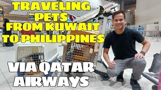 PAANO MAIUWI ANG ALAGANG PUSA SA PILIPINAS THROUGH QATAR AIRWAYS #furparent #catlife #catlovers by Joven Reyes Vlog 278 views 1 month ago 7 minutes, 17 seconds