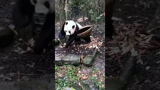 Small panda compilation/ funny fails 😂😂 #animals #funny #cute #panda #cutepanda