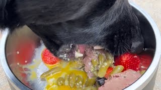 Feeding my American Bully & GSD a Raw Diet