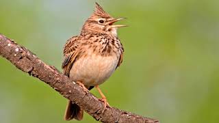 Lark.Relaxing Bird Songs in Nature.(Alauda arvensis). 