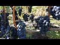 Виноград Медина 2021  Технический сорт винограда