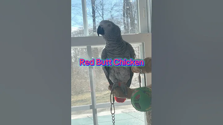 A few minutes with Symon today🦜She is happy and chatty💕#talkingparrot #africangrey #funny #birds