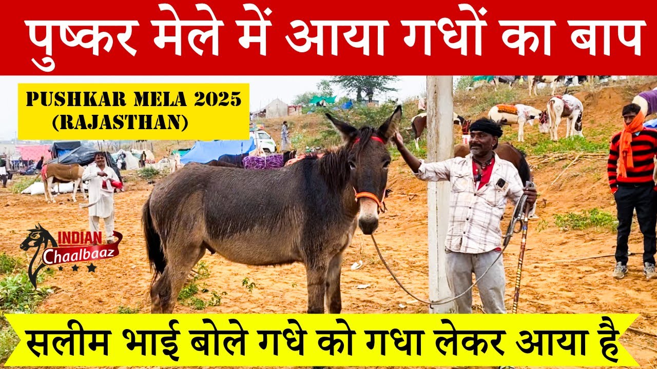 पुष्कर मेले में आया गधों का बाप सलीम भाई बोले गधे को गधा लेकर आया है Pushkar Mela 2025