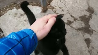 Ласковый кот встречает у подъезда