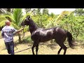 Caballo cubano El Secreto camaguey cuba