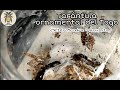 Nacimientos de tarántula ornamental del Togo (Heteroscodra maculata) | México exótico