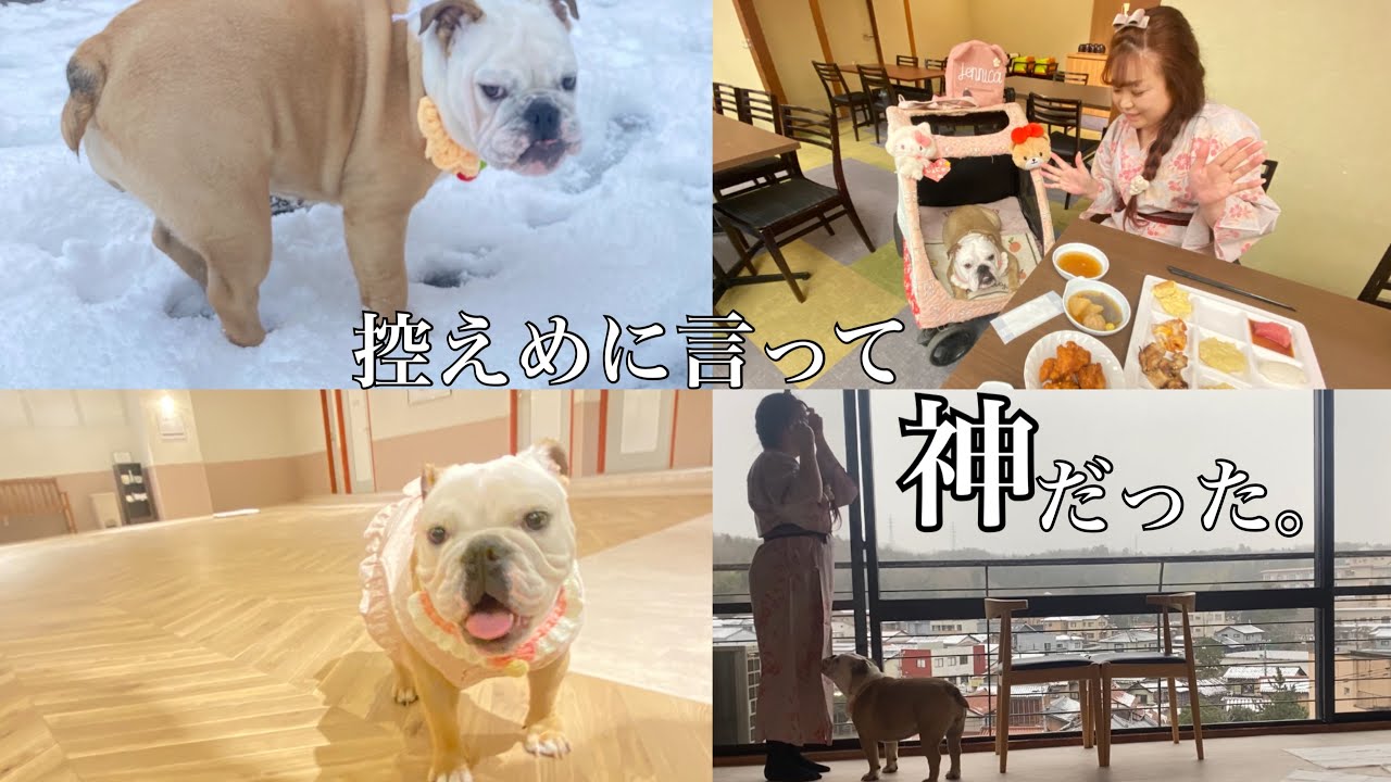 【犬と泊まれる宿】石川県にある愛犬と全部一緒に過ごせる宿がヤバすぎた…控えめに言って過去最高【大江戸温泉物語】【わんわんリゾート粟津】