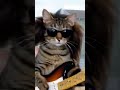 Dario Rocks! #memecat #adoptionrocks #adoptstrays #cutecat #cute #cutepet