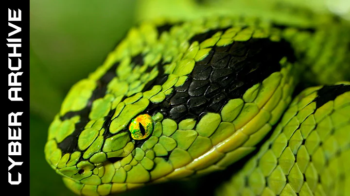 15 Most Venomous Snakes in the World