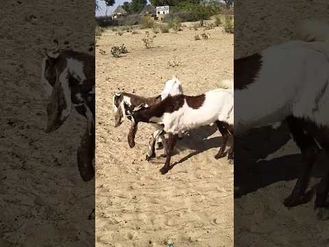 عندما تكون العنزة في المزاج التيس يبدأ بالثغاء والحركات الطريفة