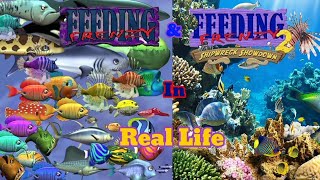 Feeding Frenzy & Feeding Frenzy 2 in Real Life !! (Updated) screenshot 5