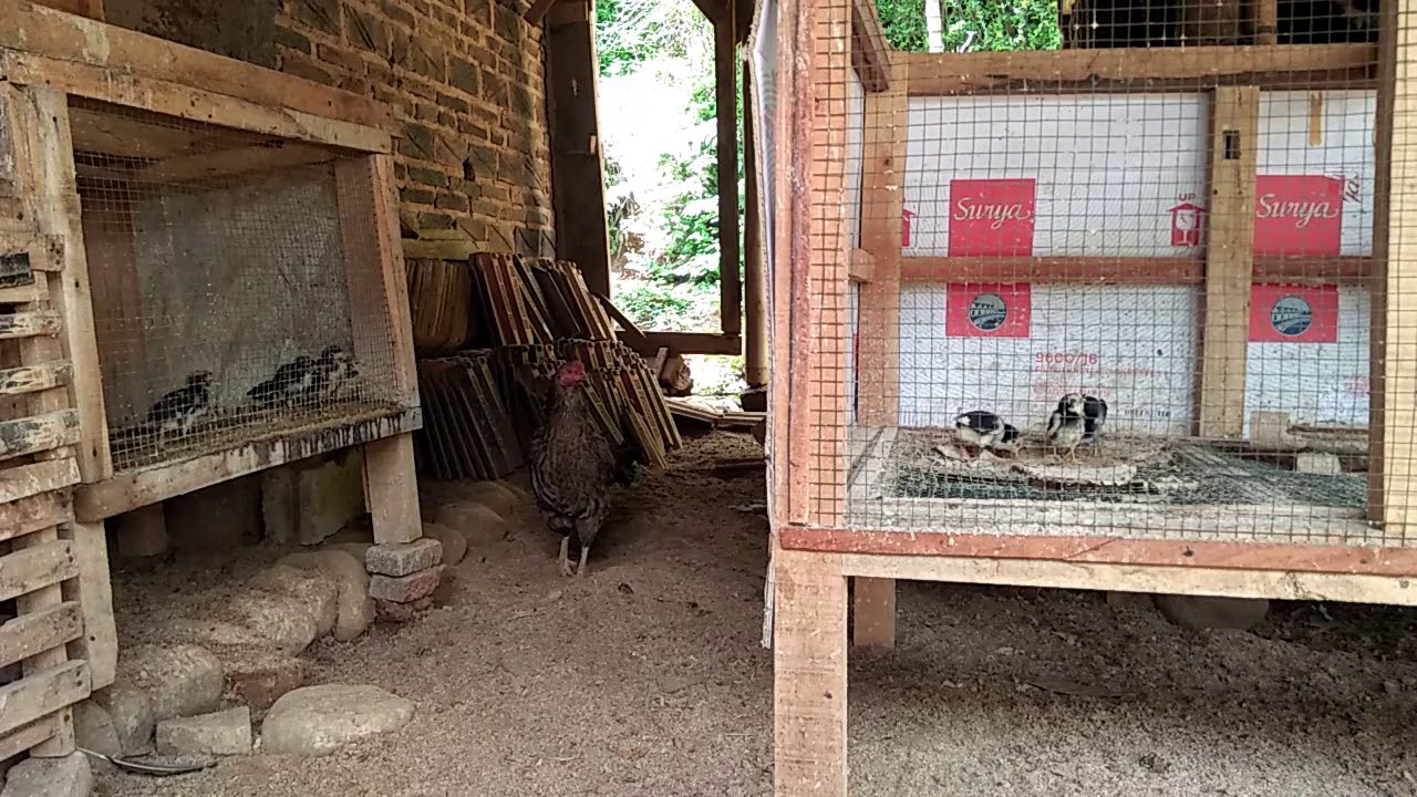 cara mengobati kutu ayam ( gurem ) 