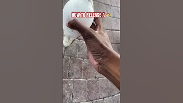 “Wild Ocean Encounter: Picking Up a Puffer Fish and Safely Releasing It!” #fishing #pufferfish