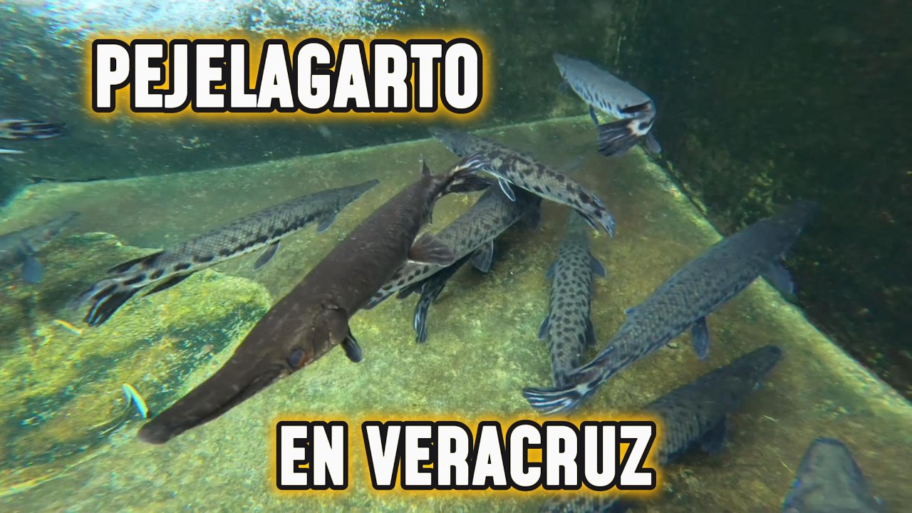PRODUCCION DE PEJELAGARTO Y TIBURON PANGASIO EN VERACRUZ (GRANJA ACUAEM)