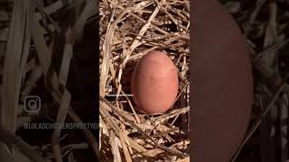 Wow Unique Watercolor Mountain Egg From Welsummer Hen