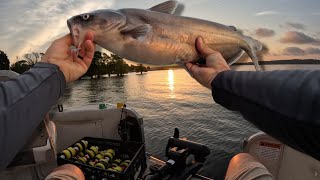 Catfish out the Louisiana BAYOUS