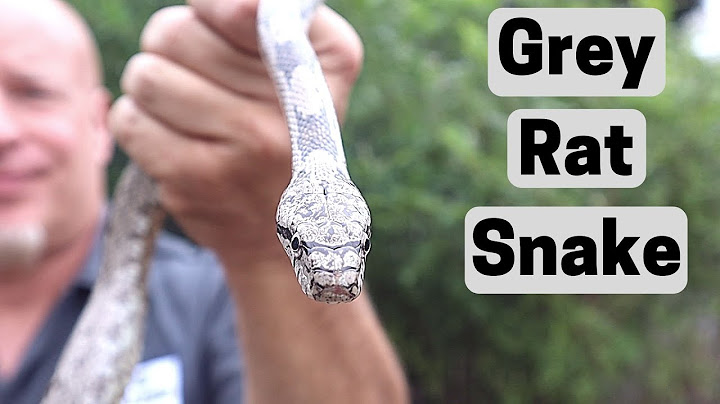 What do rat snakes look like in Florida?