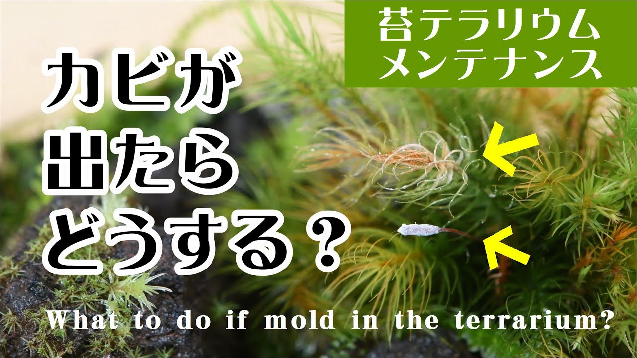 苔テラリウムにカビが生えたときの対処法 苔テラリウム育て方 メンテナンス 06 What To Do If Mold In Terrarium Youtube