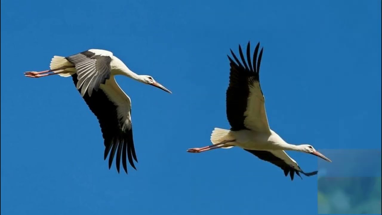 I LOVE MARCH (RAP REGGAE)