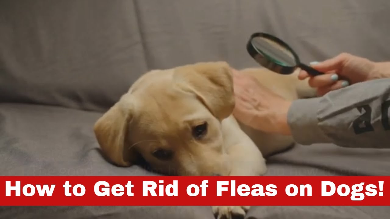 Discover How to Get Rid of Fleas on Dogs Fast! YouTube