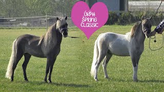 UKPH Spring Classic Show  Miniature Horses