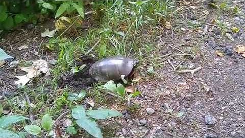 Turtle digging hole to lay eggs.