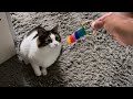 Playing with Sam, the cat