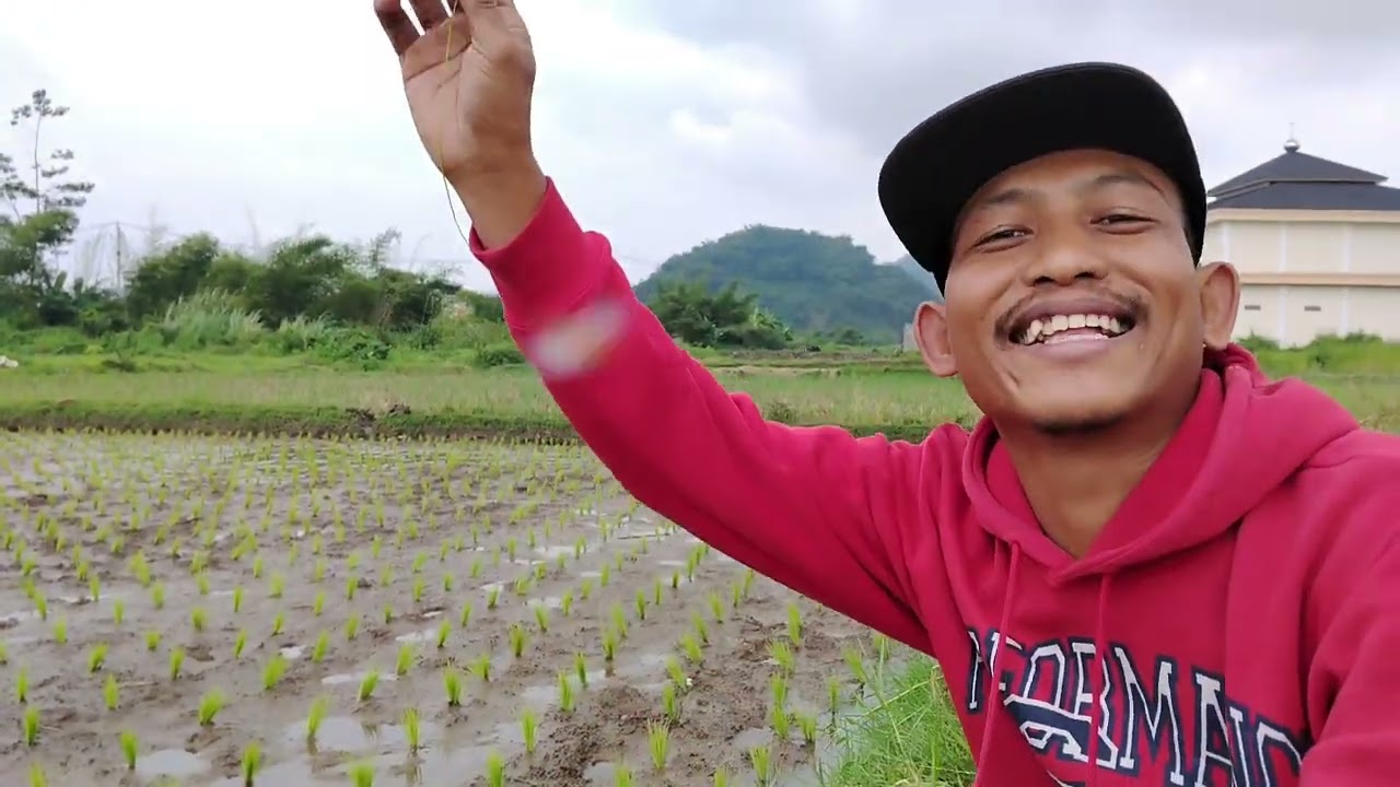Cuss (belut sawah) edisi munggahan   bayak belut ya