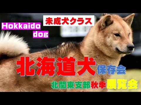 北海道犬 北海道犬展未成犬クラス（Hokkaido dog exhibition）【Samurai