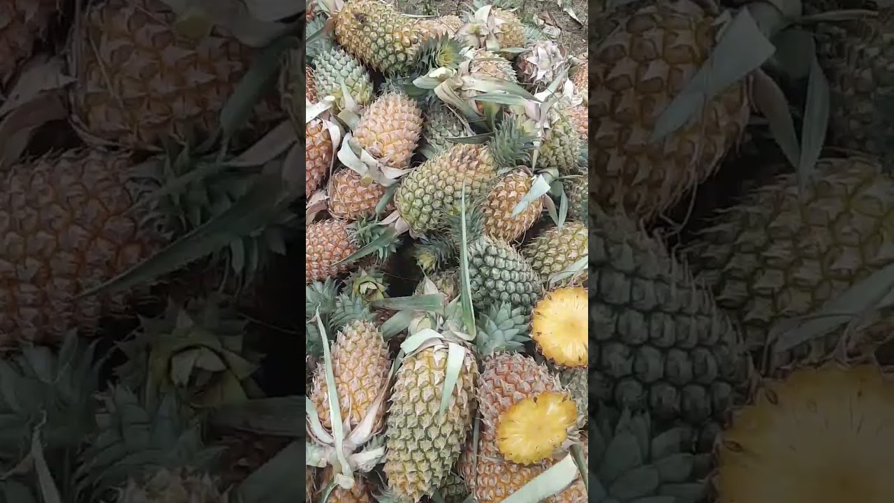 Bromelin rich 👍👍 fruit🍍 pineapple🍍🍍🍍