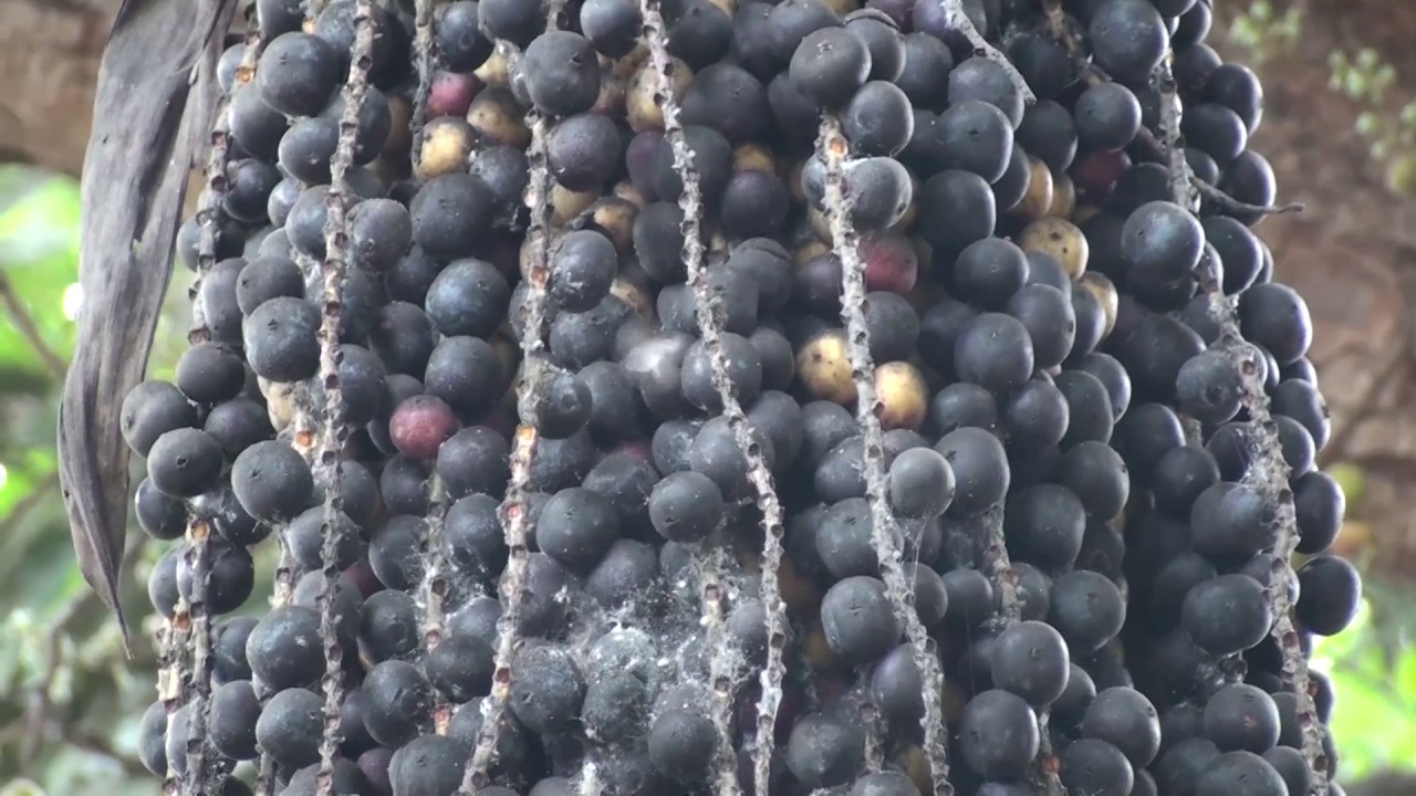 Caryota urens Fishtail palm