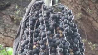 Caryota Urens Fishtail Palm