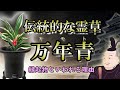 【霊草】江戸から伝わる伝統的な観葉植物｜お祝いの贈り物にはオモトが一番！【開運植物】