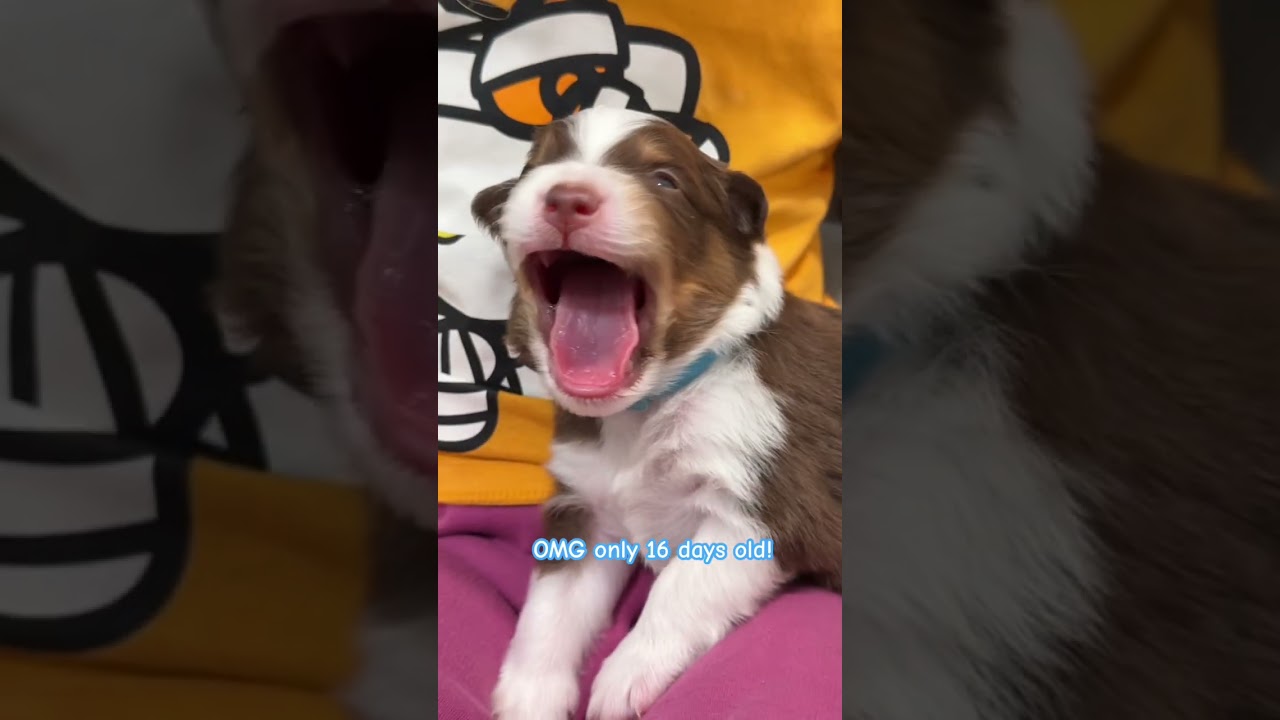 King of the cuteness and cuddles  - Australian Shepherd puppies!