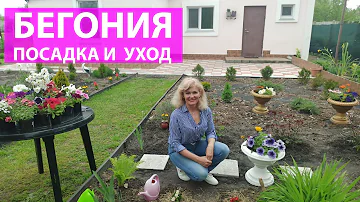 Как сажать бегонию в открытый грунт