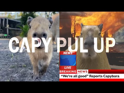 CAPYBARA PULL UP COMPILATION!