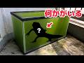 ベランダに2年放置された水槽をガサると・・・