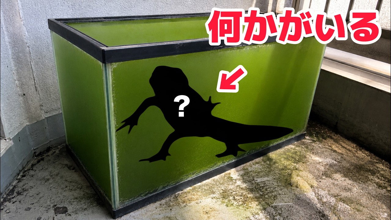 ベランダに2年放置された水槽をガサると・・・