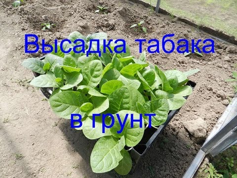 Высаживаем табак в грунт ( выращивание табака 2019 ) Часть 8