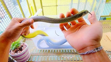 Đi bắt rắn mối cho rắn ráo ăn & đi câu cá ra về tay không 😅 (catching dasia olivacea for snake)