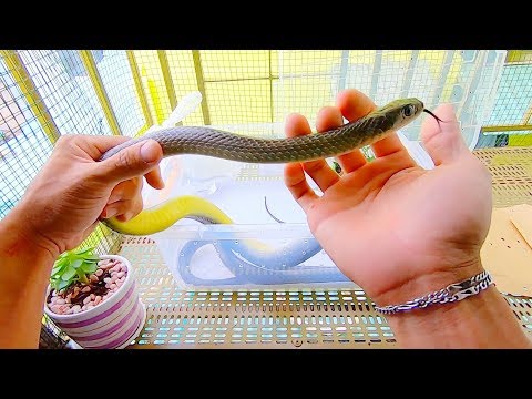 Video Đi bắt rắn mối cho rắn ráo ăn & đi câu cá ra về tay... - youtube