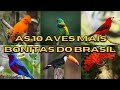 As 10 Aves mais Bonitas do Brasil