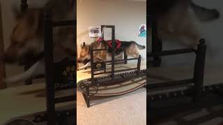 #lol 110 lb German Shepherd whining😭 for a RUN on treadmill  #doglover #bigdog